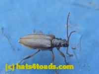 /home//u458753944/public_html/sourcegallery//Insects and small critters/beetles (Coleoptera)/P1070826.JPG